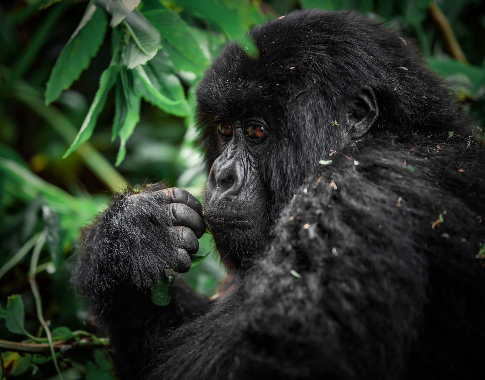 Gorilla Trek Rwanda